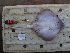  ( - RR001347)  @11 [ ] CreativeCommons  Attribution Non-Commercial Share-Alike (2017) Unspecified University of Bologna