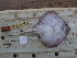  ( - RR001348)  @11 [ ] CreativeCommons  Attribution Non-Commercial Share-Alike (2017) Unspecified University of Bologna