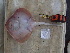  ( - RR001356)  @11 [ ] CreativeCommons  Attribution Non-Commercial Share-Alike (2017) Unspecified University of Bologna