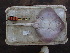  ( - RR001363)  @11 [ ] CreativeCommons  Attribution Non-Commercial Share-Alike (2017) Unspecified University of Bologna