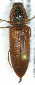  (Limonius canus - SRG0243)  @11 [ ] Unspecified (default): All Rights Reserved  Unspecified Unspecified