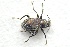 ( - IBSAS-FZ2566)  @11 [ ] CreativeCommons  Attribution Non-Commercial Share-Alike (2020) Fedor Ciampor jr Slovak Academy of Sciences, Plant Science and Biodiversity Centre