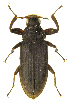  (Pseudodisersus goudotii - IBSAS-FZ0855)  @11 [ ] CreativeCommons  Attribution Non-Commercial Share-Alike (2019) Unspecified Slovak Academy of Sciences, Plant Science and Biodiversity Centre