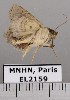  ( - EL2159)  @13 [ ] CreativeCommons - Attribution (2015) MNHN Muséum national d'Histoire naturelle