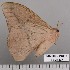  (Lonomia rubroguyana - EL2167)  @14 [ ] CreativeCommons - Attribution (2015) MNHN Muséum national d'Histoire naturelle