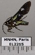  ( - EL2215)  @13 [ ] CreativeCommons - Attribution (2015) MNHN Mus&eacute;um national d'Histoire naturelle