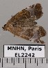  ( - EL2242)  @13 [ ] CreativeCommons - Attribution (2015) MNHN Muséum national d'Histoire naturelle