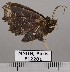  (Polygoniodes sp. JB100 - EL2281)  @13 [ ] CreativeCommons - Attribution (2015) MNHN Muséum national d'Histoire naturelle