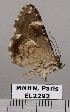  (Coenipeta sp. JB119 - EL2292)  @12 [ ] CreativeCommons - Attribution (2015) MNHN Muséum national d'Histoire naturelle