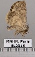  ( - EL2316)  @13 [ ] CreativeCommons - Attribution (2015) MNHN Muséum national d'Histoire naturelle