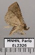  ( - EL2326)  @13 [ ] CreativeCommons - Attribution (2015) MNHN Muséum national d'Histoire naturelle