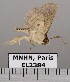  (Dolichosomastis leucogrammica - EL2384)  @14 [ ] CreativeCommons - Attribution (2015) MNHN Muséum national d'Histoire naturelle