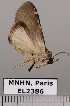  ( - EL2386)  @12 [ ] CreativeCommons - Attribution (2015) MNHN Muséum national d'Histoire naturelle