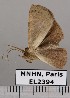  ( - EL2394)  @12 [ ] CreativeCommons - Attribution (2015) MNHN Muséum national d'Histoire naturelle