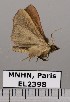  (Rhododactyla sp. JB580 - EL2398)  @12 [ ] CreativeCommons - Attribution (2015) MNHN Muséum national d'Histoire naturelle