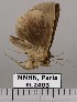  ( - EL2403)  @12 [ ] CreativeCommons - Attribution (2015) MNHN Muséum national d'Histoire naturelle