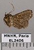  (Helia dentata - EL2406)  @13 [ ] CreativeCommons - Attribution (2015) MNHN Muséum national d'Histoire naturelle