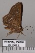  ( - EL2411)  @12 [ ] CreativeCommons - Attribution (2015) MNHN Muséum national d'Histoire naturelle
