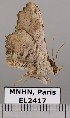 ( - EL2417)  @11 [ ] CreativeCommons - Attribution (2015) MNHN Muséum national d'Histoire naturelle