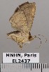  (Antiblemma steropioides - EL2437)  @12 [ ] CreativeCommons - Attribution (2015) MNHN Muséum national d'Histoire naturelle