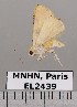  ( - EL2439)  @13 [ ] CreativeCommons - Attribution (2015) MNHN Muséum national d'Histoire naturelle