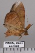  (Argidia hypoxantha - EL2465)  @14 [ ] CreativeCommons - Attribution (2015) MNHN Muséum national d'Histoire naturelle