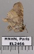  ( - EL2466)  @13 [ ] CreativeCommons - Attribution (2015) MNHN Muséum national d'Histoire naturelle