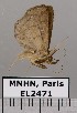  (Antapistis sp. JB713 - EL2471)  @13 [ ] CreativeCommons - Attribution (2015) MNHN Muséum national d'Histoire naturelle