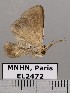 ( - EL2472)  @12 [ ] CreativeCommons - Attribution (2015) MNHN Muséum national d'Histoire naturelle