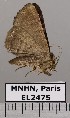  (Hypogrammodes sp. JB621 - EL2475)  @14 [ ] CreativeCommons - Attribution (2015) MNHN Muséum national d'Histoire naturelle