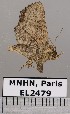  (Goniohelia phaeogonia - EL2479)  @14 [ ] CreativeCommons - Attribution (2015) MNHN Muséum national d'Histoire naturelle