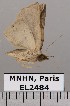  ( - EL2484)  @13 [ ] CreativeCommons - Attribution (2015) MNHN Muséum national d'Histoire naturelle