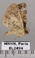  ( - EL2494)  @12 [ ] CreativeCommons - Attribution (2015) MNHN Muséum national d'Histoire naturelle