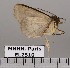  (Triommatodes pylades - EL2510)  @13 [ ] CreativeCommons - Attribution (2015) MNHN Muséum national d'Histoire naturelle
