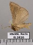  ( - EL2520)  @12 [ ] CreativeCommons - Attribution (2015) MNHN Muséum national d'Histoire naturelle