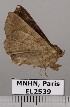  ( - EL2539)  @13 [ ] CreativeCommons - Attribution (2015) MNHN Muséum national d'Histoire naturelle