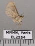  (Paectes fovifera - EL2554)  @11 [ ] CreativeCommons - Attribution (2015) MNHN Muséum national d'Histoire naturelle