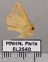  ( - EL2560)  @13 [ ] CreativeCommons - Attribution (2015) MNHN Muséum national d'Histoire naturelle
