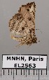  ( - EL2563)  @12 [ ] CreativeCommons - Attribution (2015) MNHN Muséum national d'Histoire naturelle
