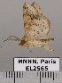  ( - EL2565)  @14 [ ] CreativeCommons - Attribution (2015) MNHN Muséum national d'Histoire naturelle