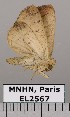  (Bagisara sp. JB1092 - EL2567)  @14 [ ] CreativeCommons - Attribution (2015) MNHN Muséum national d'Histoire naturelle