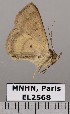  (Antiblemma luna - EL2568)  @13 [ ] CreativeCommons - Attribution (2015) MNHN Muséum national d'Histoire naturelle