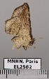 ( - EL2582)  @14 [ ] CreativeCommons - Attribution (2015) MNHN Muséum national d'Histoire naturelle