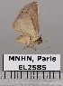  ( - EL2585)  @13 [ ] CreativeCommons - Attribution (2015) MNHN Muséum national d'Histoire naturelle
