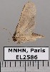  (Elaeognatha sp. JB1439 - EL2586)  @13 [ ] CreativeCommons - Attribution (2015) MNHN Muséum national d'Histoire naturelle