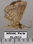  ( - EL2593)  @12 [ ] CreativeCommons - Attribution (2015) MNHN Muséum national d'Histoire naturelle