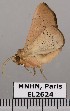  ( - EL2624)  @13 [ ] CreativeCommons - Attribution (2015) MNHN Muséum national d'Histoire naturelle
