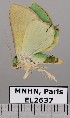  ( - EL2637)  @12 [ ] CreativeCommons - Attribution (2015) MNHN Muséum national d'Histoire naturelle