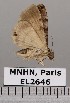  ( - EL2646)  @13 [ ] CreativeCommons - Attribution (2015) MNHN Muséum national d'Histoire naturelle