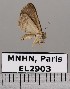  (Ommatochila sp. JB649 - EL2903)  @12 [ ] CreativeCommons - Attribution (2015) MNHN Muséum national d'Histoire naturelle